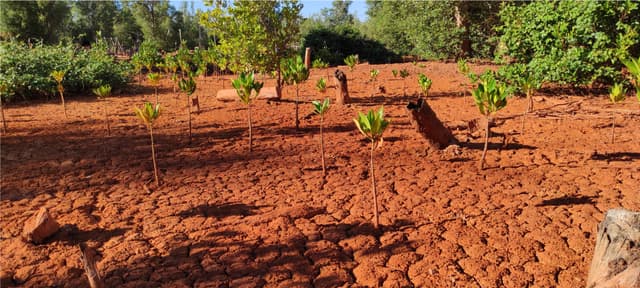 Fallen Avicennia marina trees